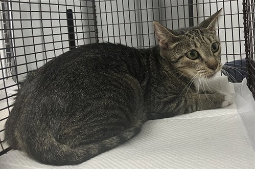 A2481276, a cat for adoption from Broward County Animal Care & Regulation - Ft. Lauderdale