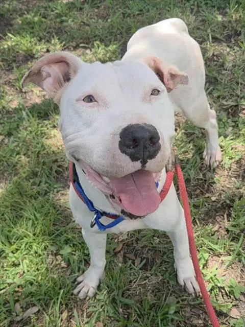 Daliah - American Staffordshire Terrier