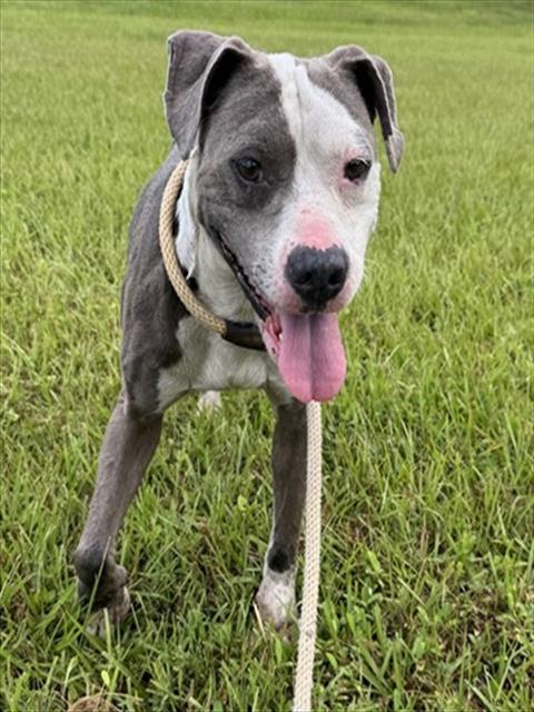 TWO FACE, a dog for adoption from Broward County Animal Care & Regulation - Ft. Lauderdale