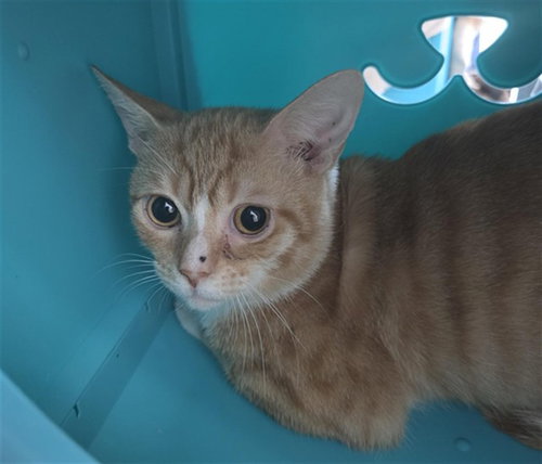 TOM TOM, a cat for adoption from Broward County Animal Care & Regulation - Ft. Lauderdale