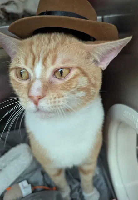 Tom Tom - Domestic Short Hair