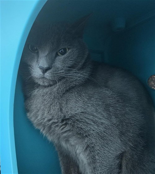 BUDDY BOY, a cat for adoption from Broward County Animal Care & Regulation - Ft. Lauderdale