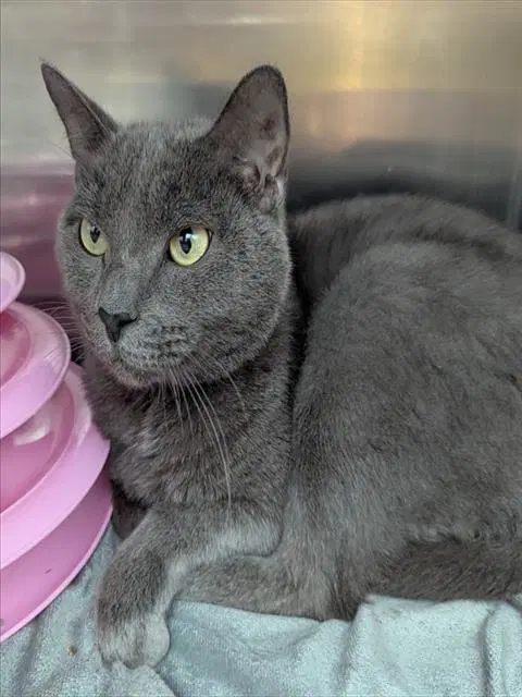 Buddy Boy - Domestic Short Hair
