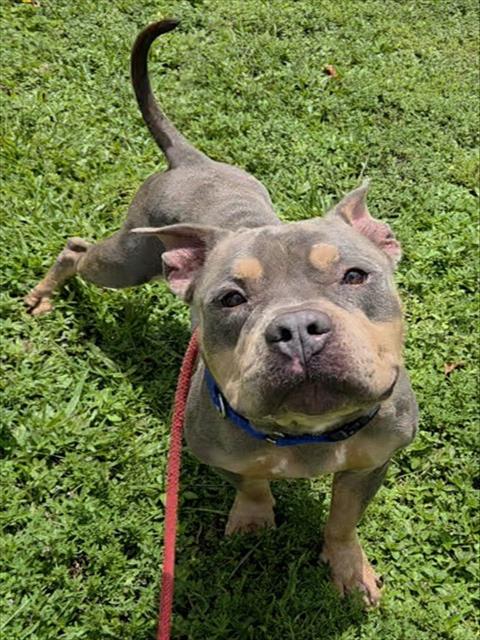 BROWDY, a dog for adoption from Broward County Animal Care & Regulation - Ft. Lauderdale