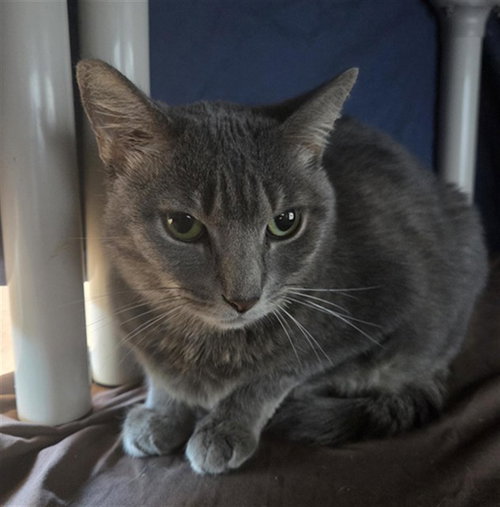GRACIE, a cat for adoption from Broward County Animal Care & Regulation - Ft. Lauderdale