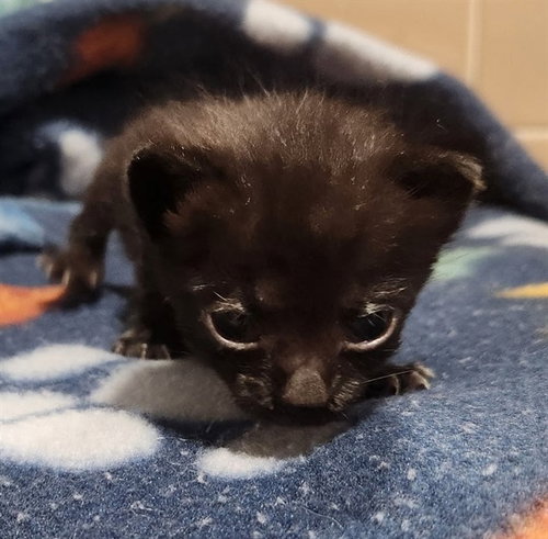 A2481325, a cat for adoption from Broward County Animal Care & Regulation - Ft. Lauderdale