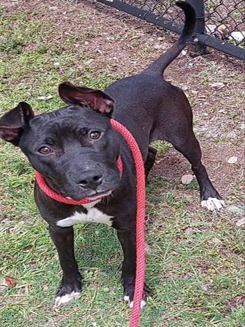 PEE WEE, a dog for adoption from Broward County Animal Care & Regulation - Ft. Lauderdale
