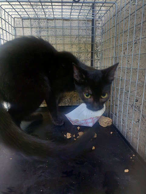 Cinder, Domestic Short Hair (medium coat)