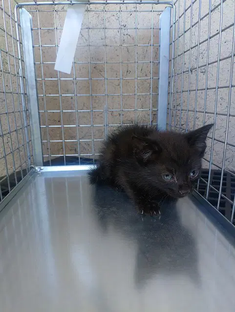 Unknown - Domestic Short Hair