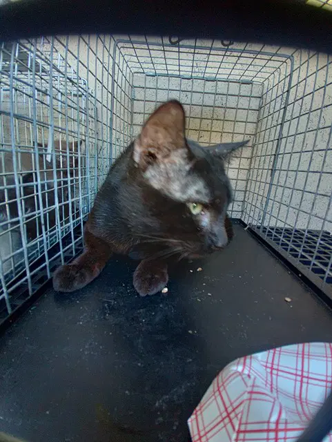 Unknown - Domestic Short Hair