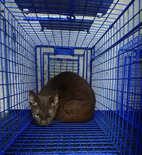 Unknown - Domestic Short Hair