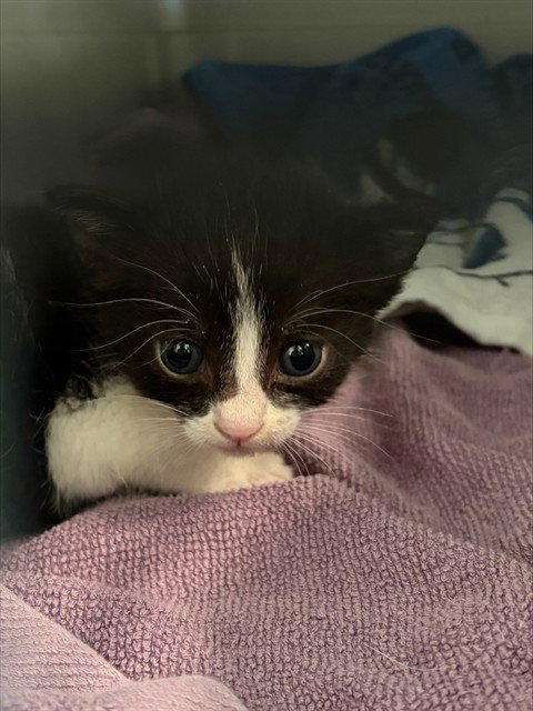 MOOKIE, a cat for adoption from Broward County Animal Care & Regulation - Ft. Lauderdale