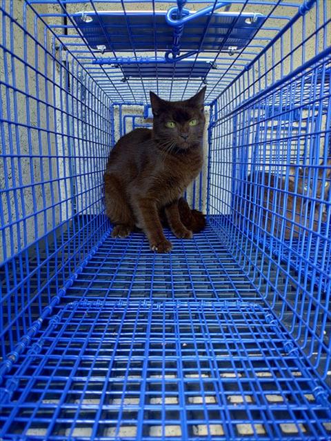 A2481358, a cat for adoption from Broward County Animal Care & Regulation - Ft. Lauderdale