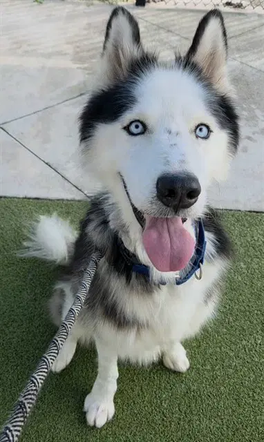 Everest - Siberian Husky