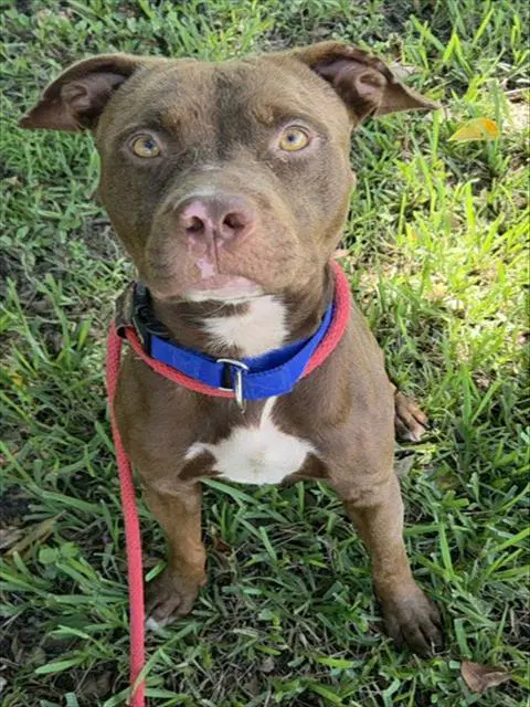 Bowser - American Staffordshire Terrier