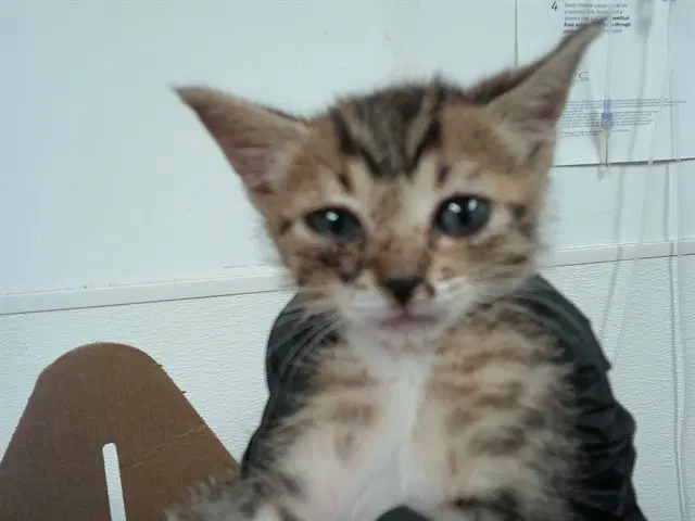 Marphie - Domestic Short Hair
