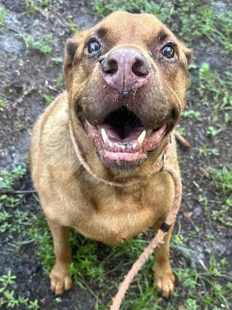 Copper - Labrador Retriever