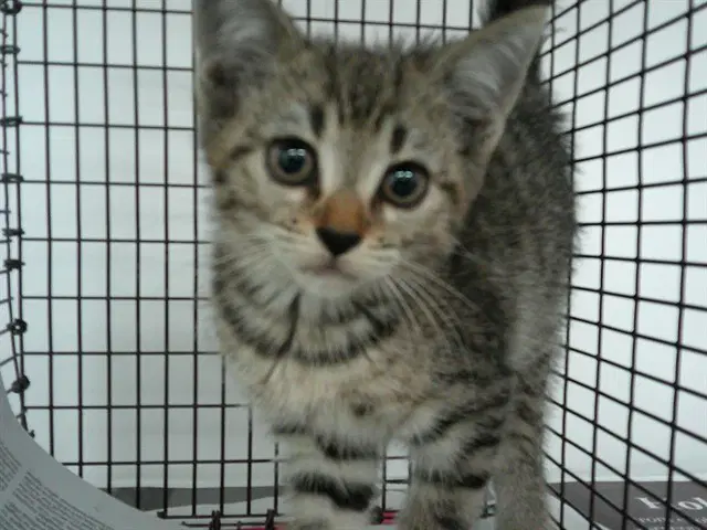 Fifi - Domestic Short Hair