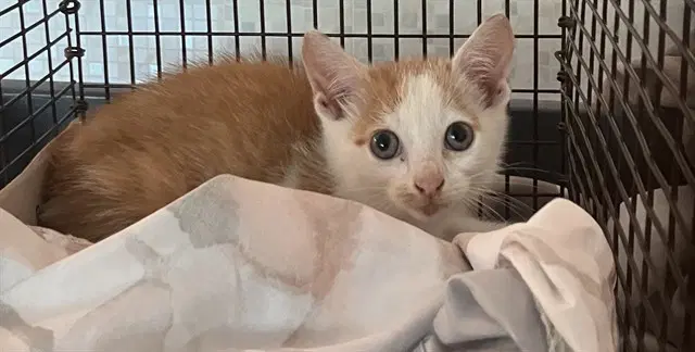 Banard - Domestic Short Hair