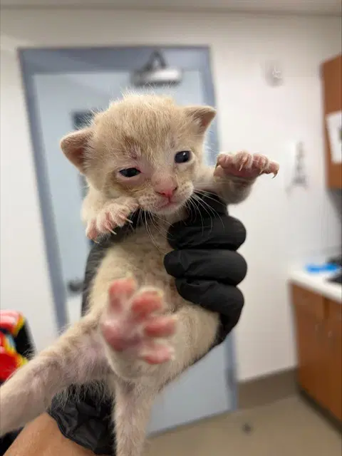 Deneb - Domestic Short Hair