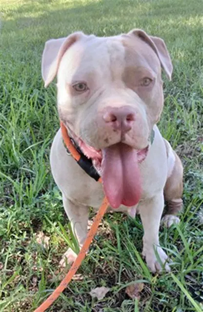 Rey - American Staffordshire Terrier