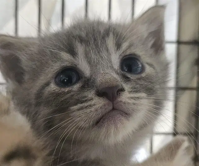 Unknown - Domestic Short Hair