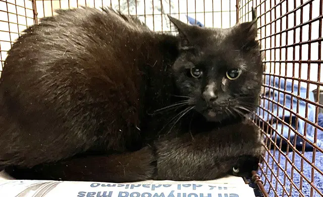 Drakey - Domestic Short Hair