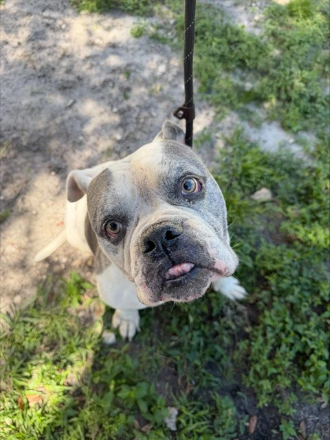 Meatball