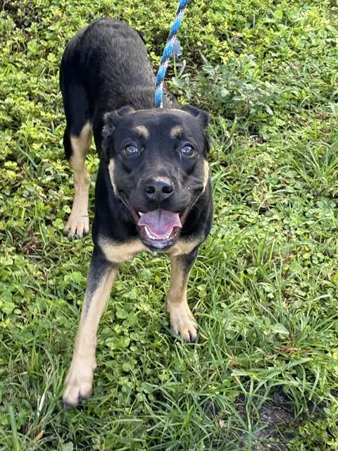Penelope - Rottweiler
