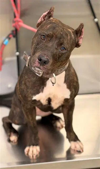 Tinkerbell - American Staffordshire Terrier
