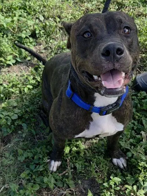 Tinkerbell - American Staffordshire Terrier