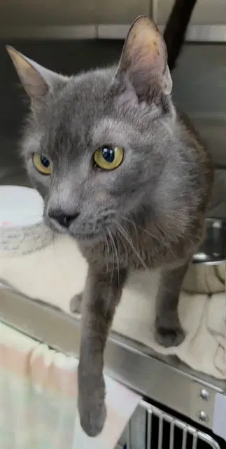 Frankie - Domestic Short Hair
