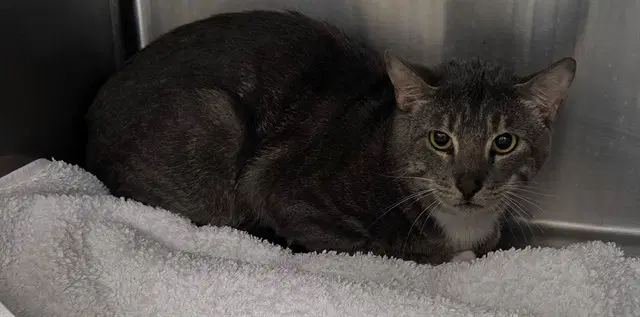 Serena - Domestic Short Hair
