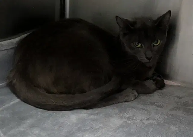 Unknown - Domestic Short Hair