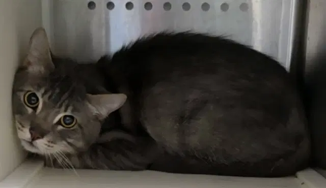 Indiana Jones - Domestic Short Hair