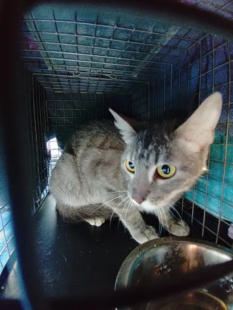 Serena - Domestic Short Hair