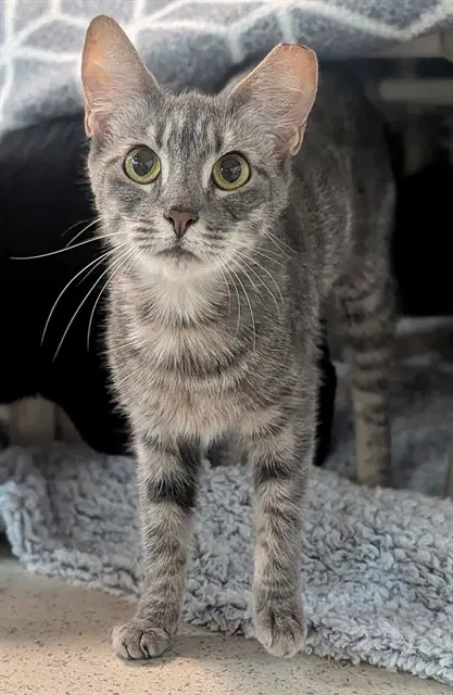Serena - Domestic Short Hair