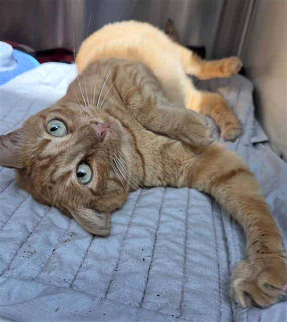Ginger