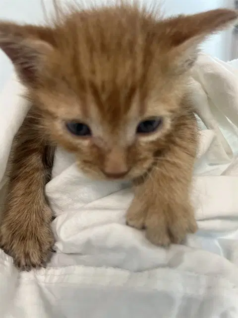 Unknown - Domestic Short Hair