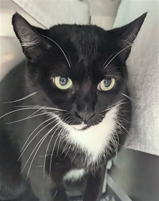 Bianca - Domestic Short Hair