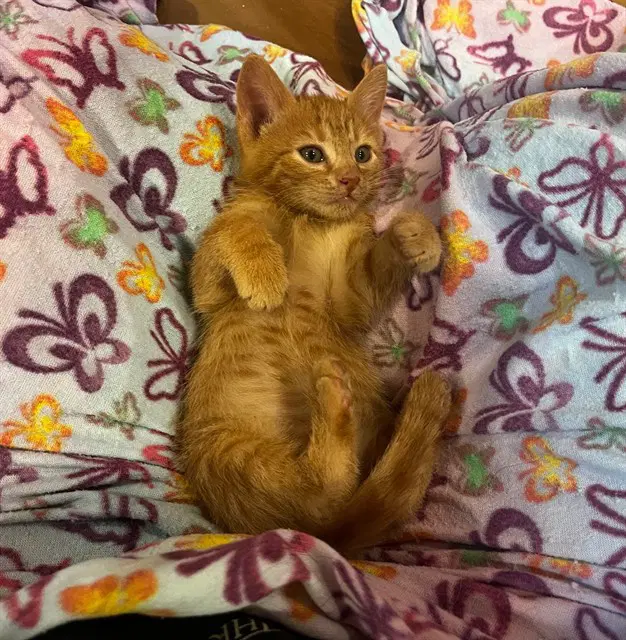 Unknown - Domestic Short Hair