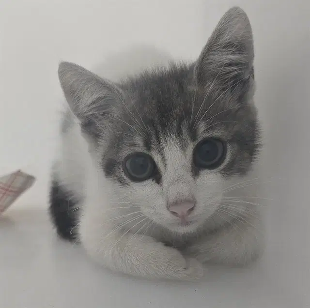Unknown - Domestic Short Hair
