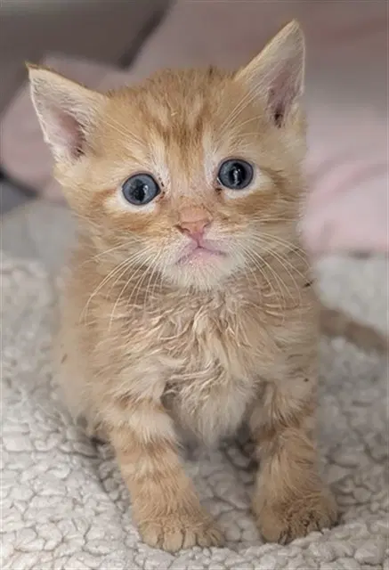 Unknown - Domestic Short Hair