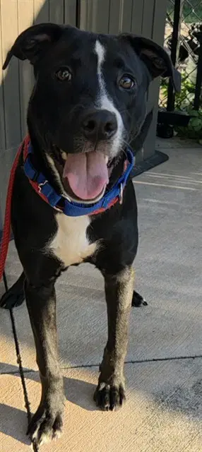 Woofer - American Staffordshire Terrier