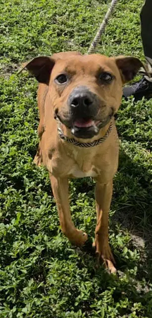 Mitzi - American Staffordshire Terrier
