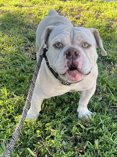 Martin - Bulldog