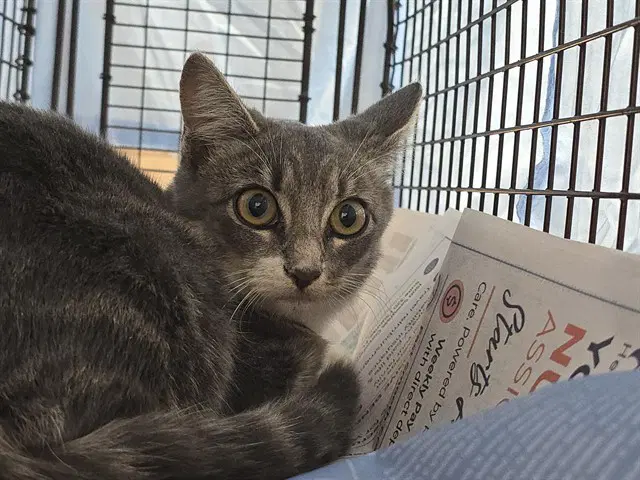 Dove - Domestic Short Hair