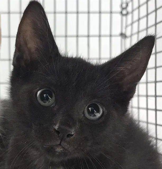 Unknown - Domestic Short Hair