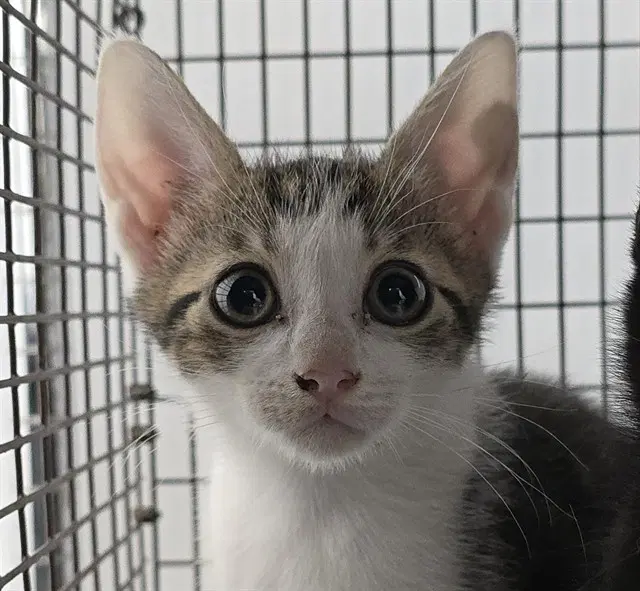 Unknown - Domestic Short Hair