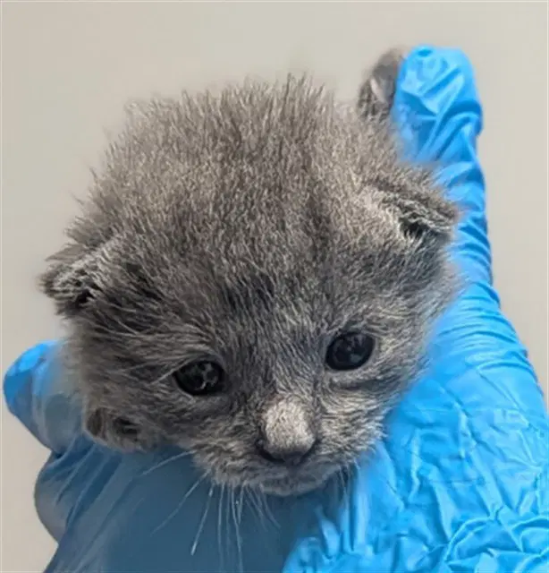 Unknown - Domestic Short Hair